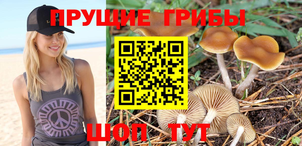 Псилоцибиновые грибы Cubensis Малгобек